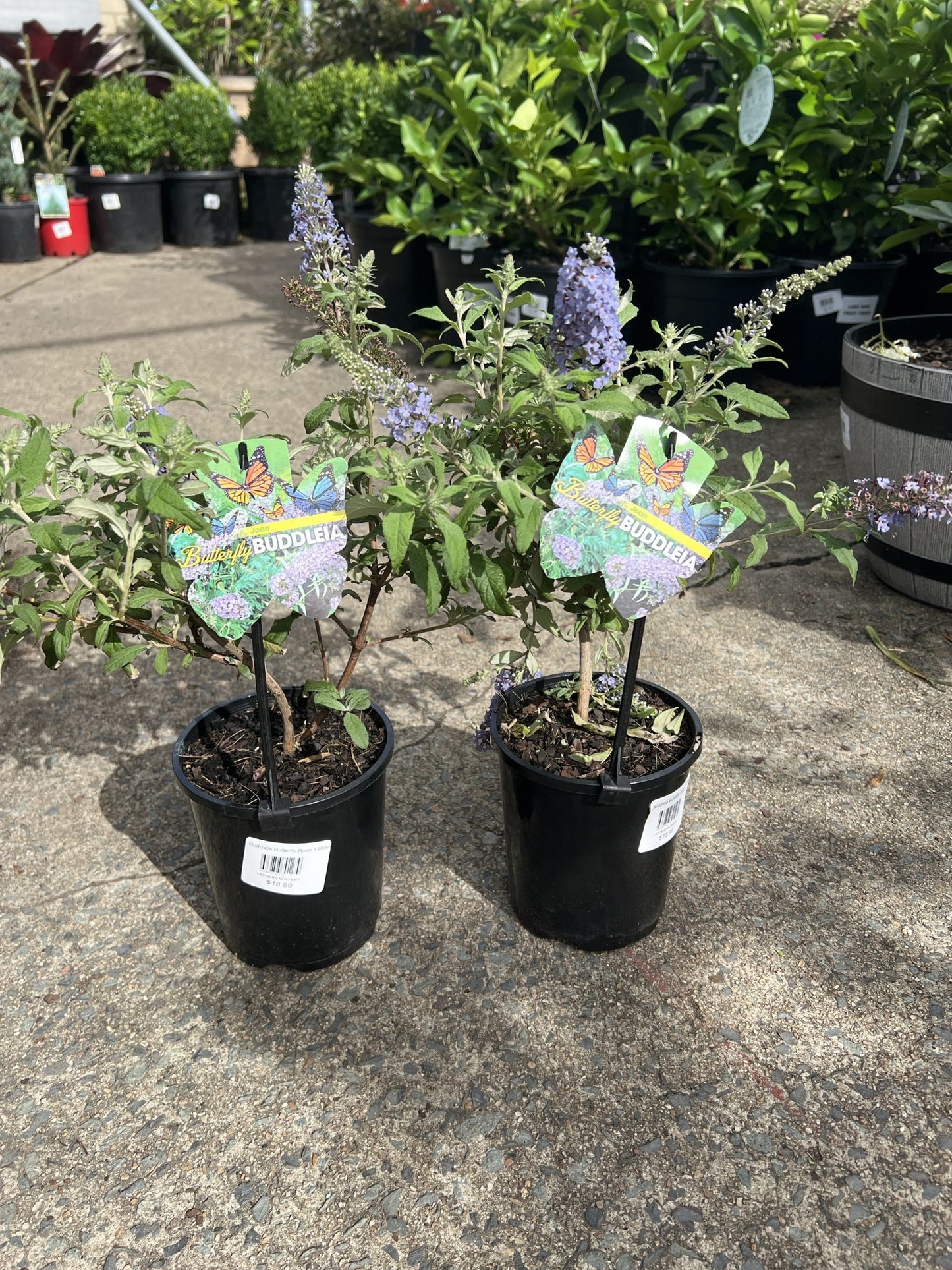 Butterfly Bush Joan (Buddleja davidii)