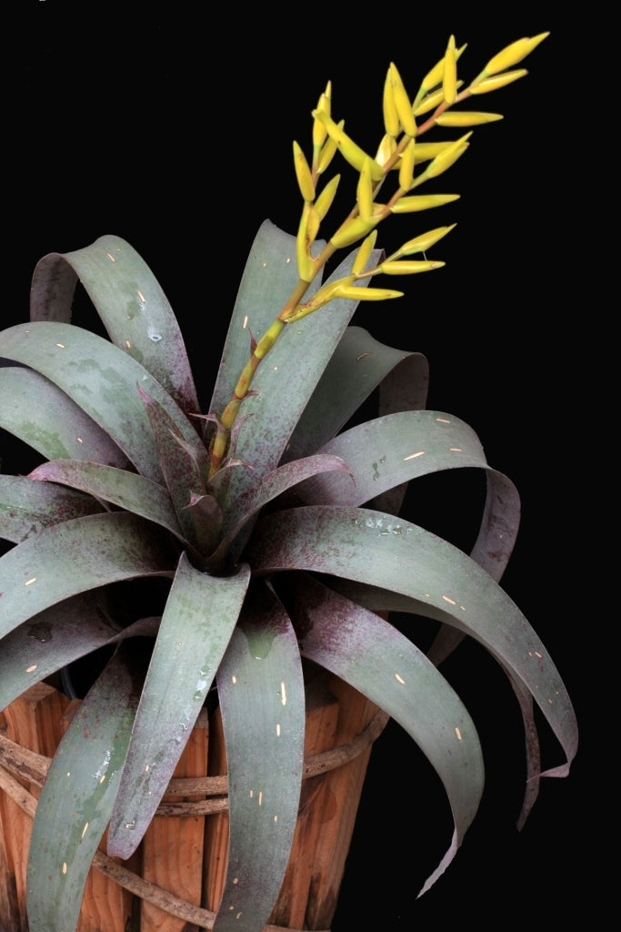 Saunder's Vriesea (Vriesea saundersii)