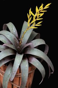 Saunder's Vriesea (Vriesea saundersii)