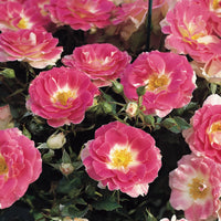 Rose Regensberg Standards (Rosa) - Ladybird Nursery