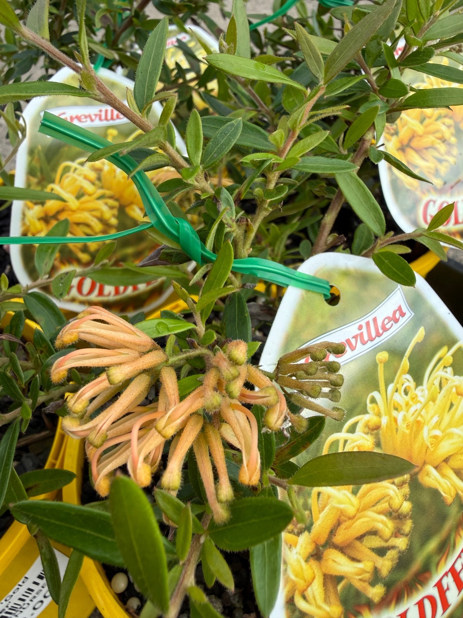 Grevillea 'Gold Fever' - Ladybird Nursery