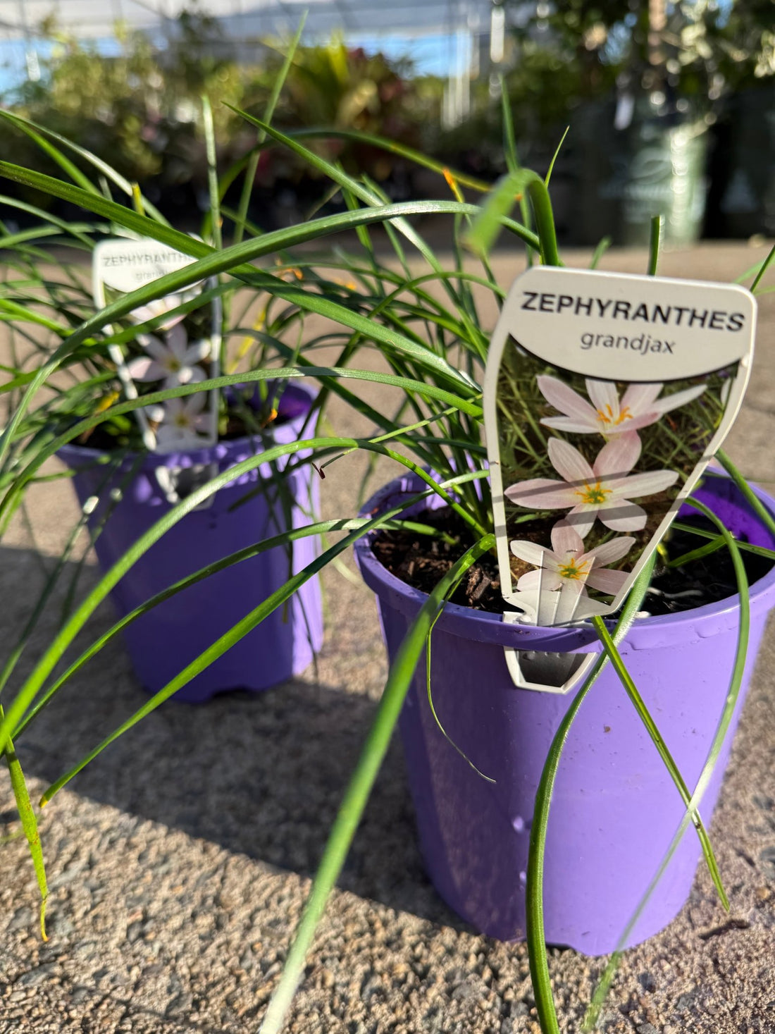 Rain Lily Grandjax (Zephyranthes) - Ladybird Nursery
