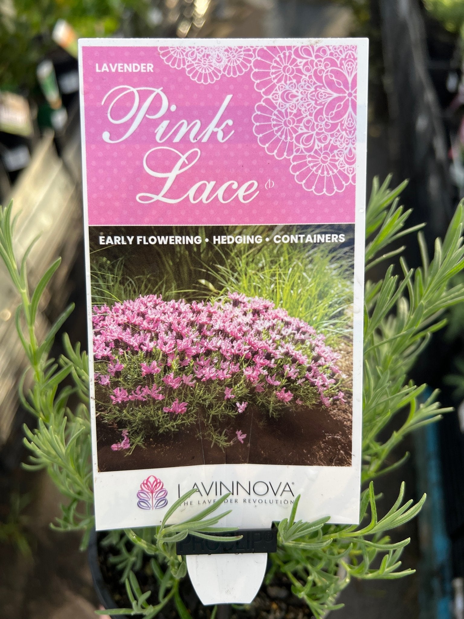 Lavender - Pink Lace (Lavandula hyb.) - Ladybird Nursery