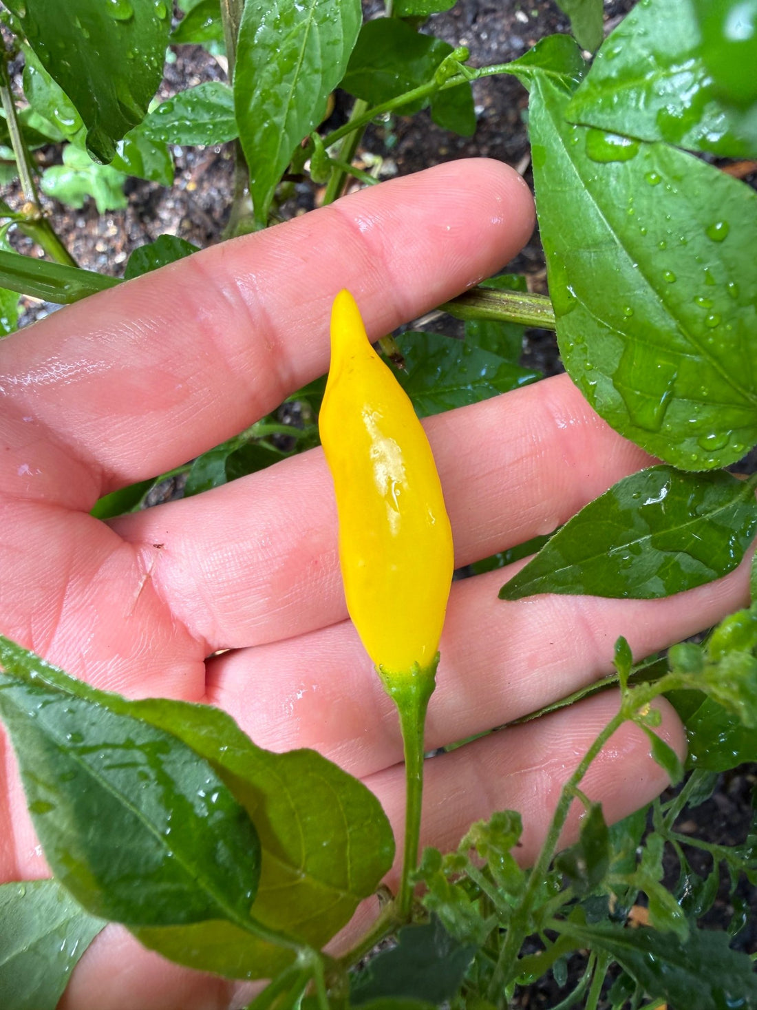 Chilli 'Aji Pineapple' - Ladybird Nursery