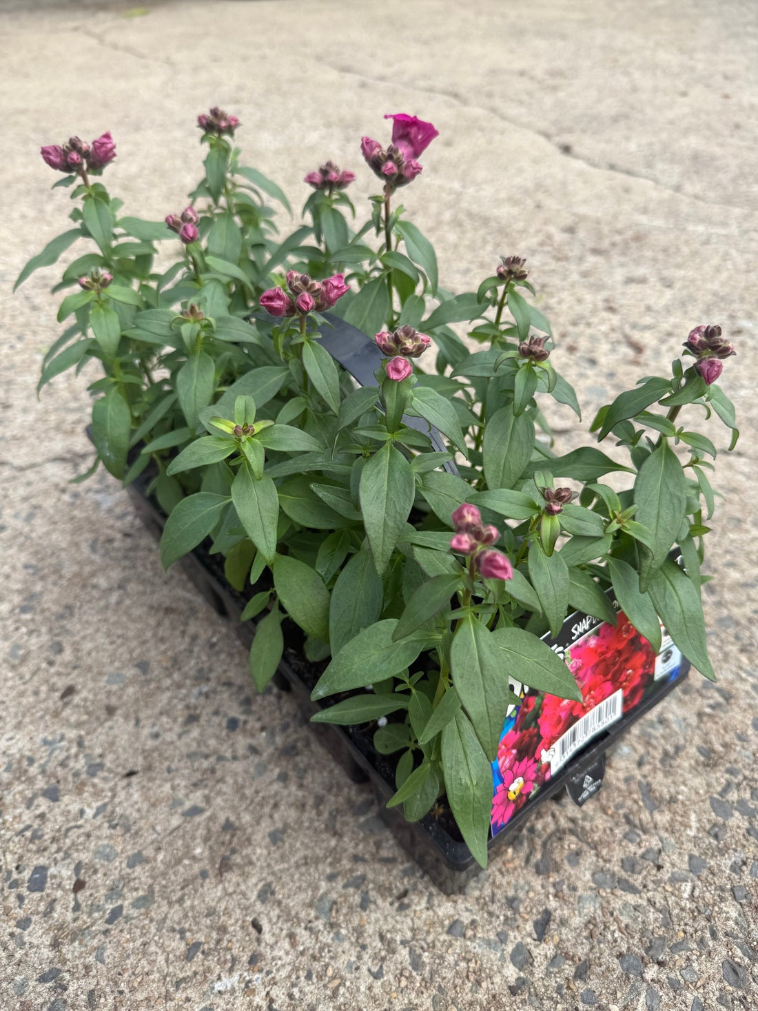 Snapdragon 'Double Violet' 10 Cell (PICK UP ONLY)