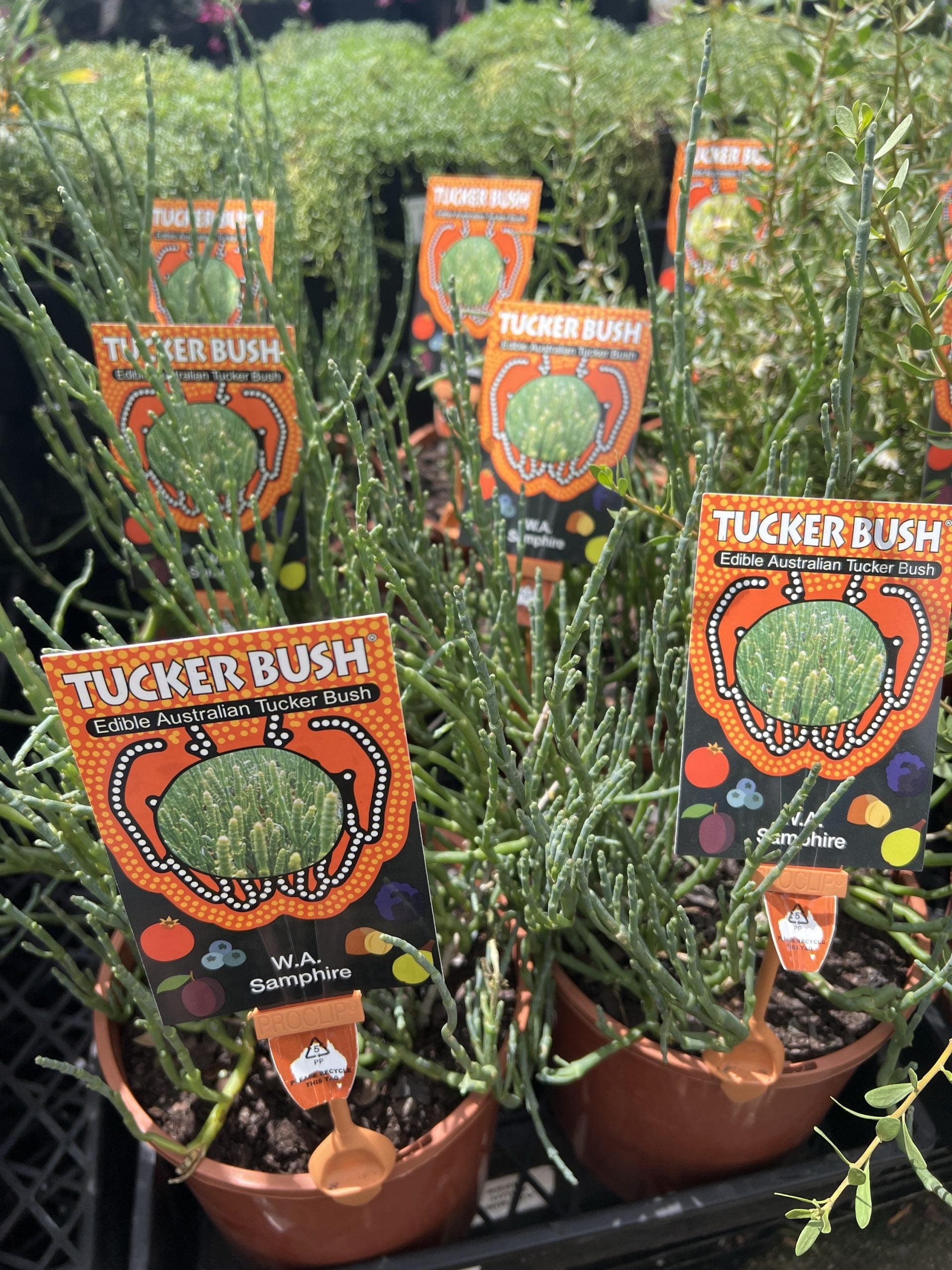 Tucker bush WA Samphire (tecticornia lepidosperma)