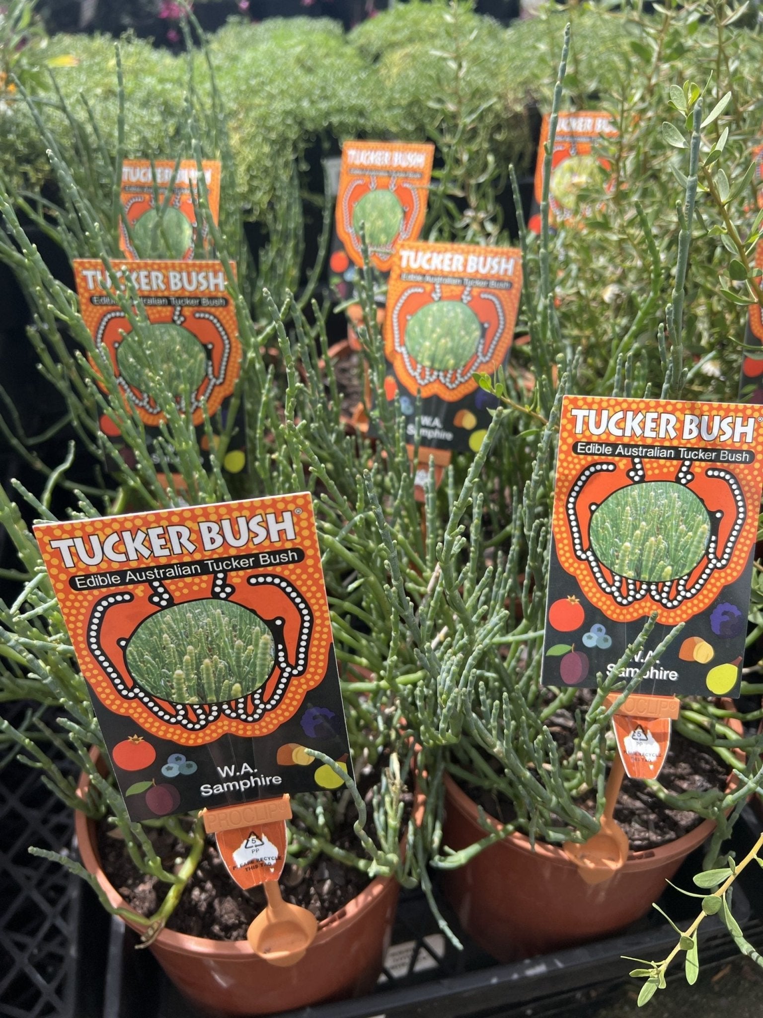 Tucker bush WA Samphire (tecticornia lepidosperma) - Ladybird Nursery
