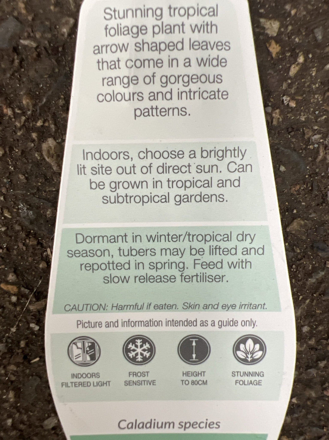 Caladium Raspberry Moon 140mm - Ladybird Nursery