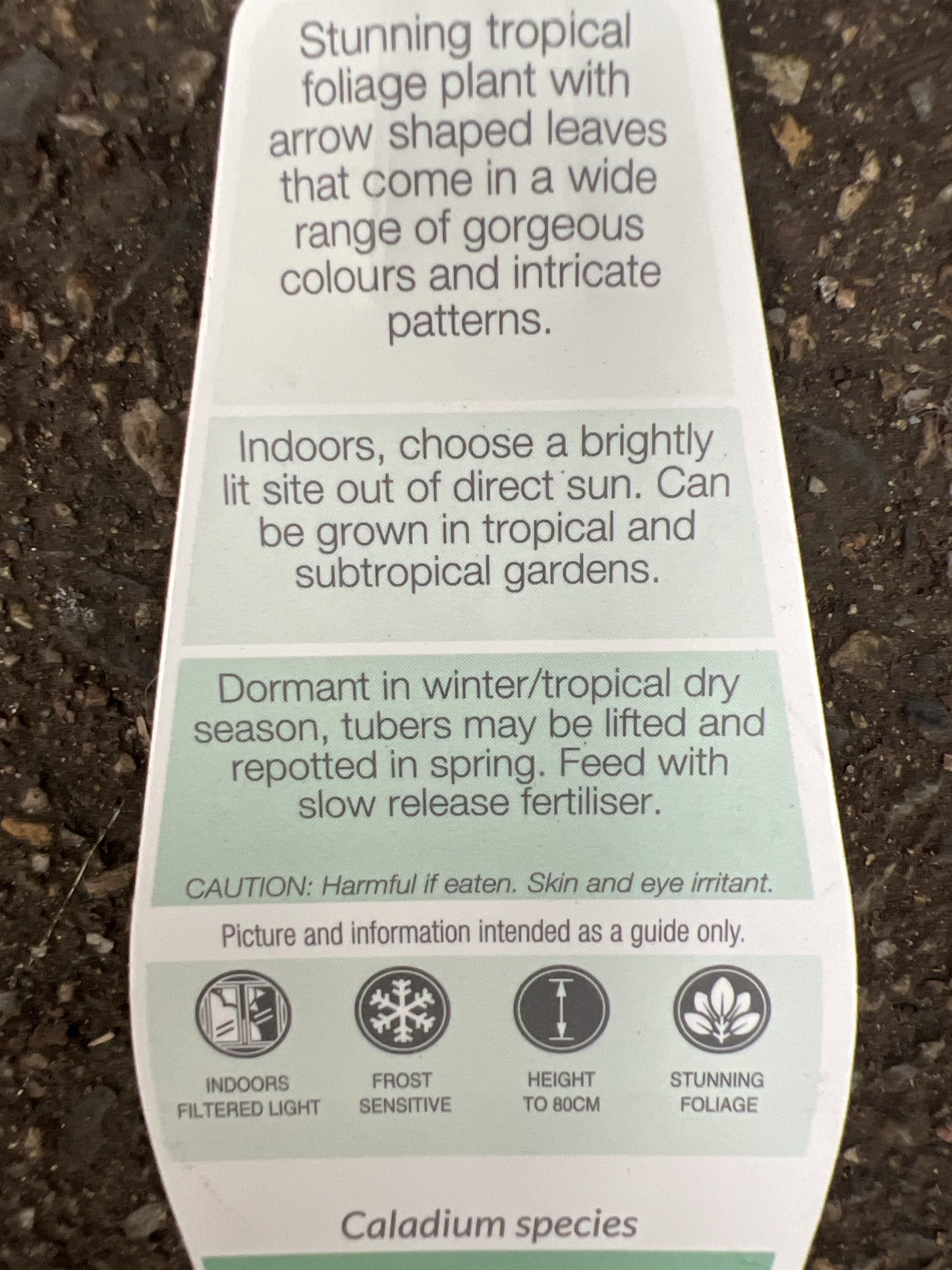 Caladium Raspberry Moon 140mm