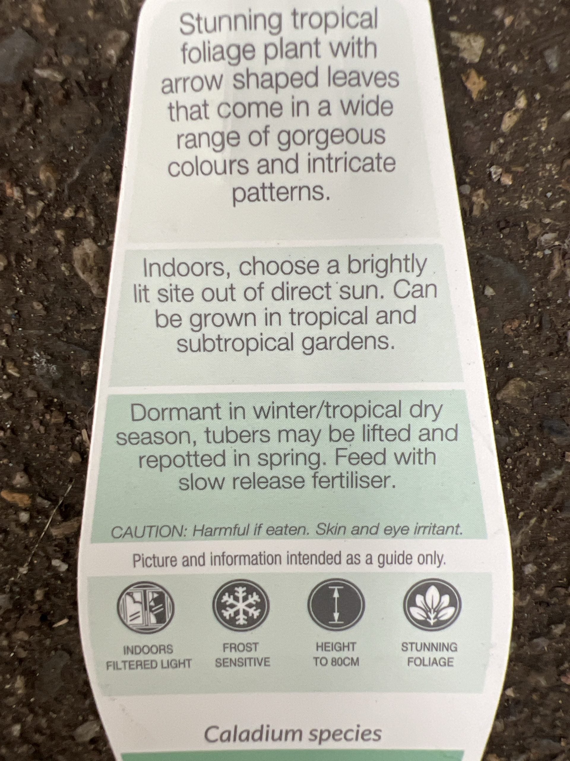 Caladium Raspberry Moon 140mm