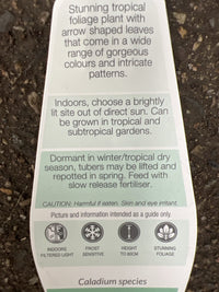 Caladium Raspberry Moon 140mm