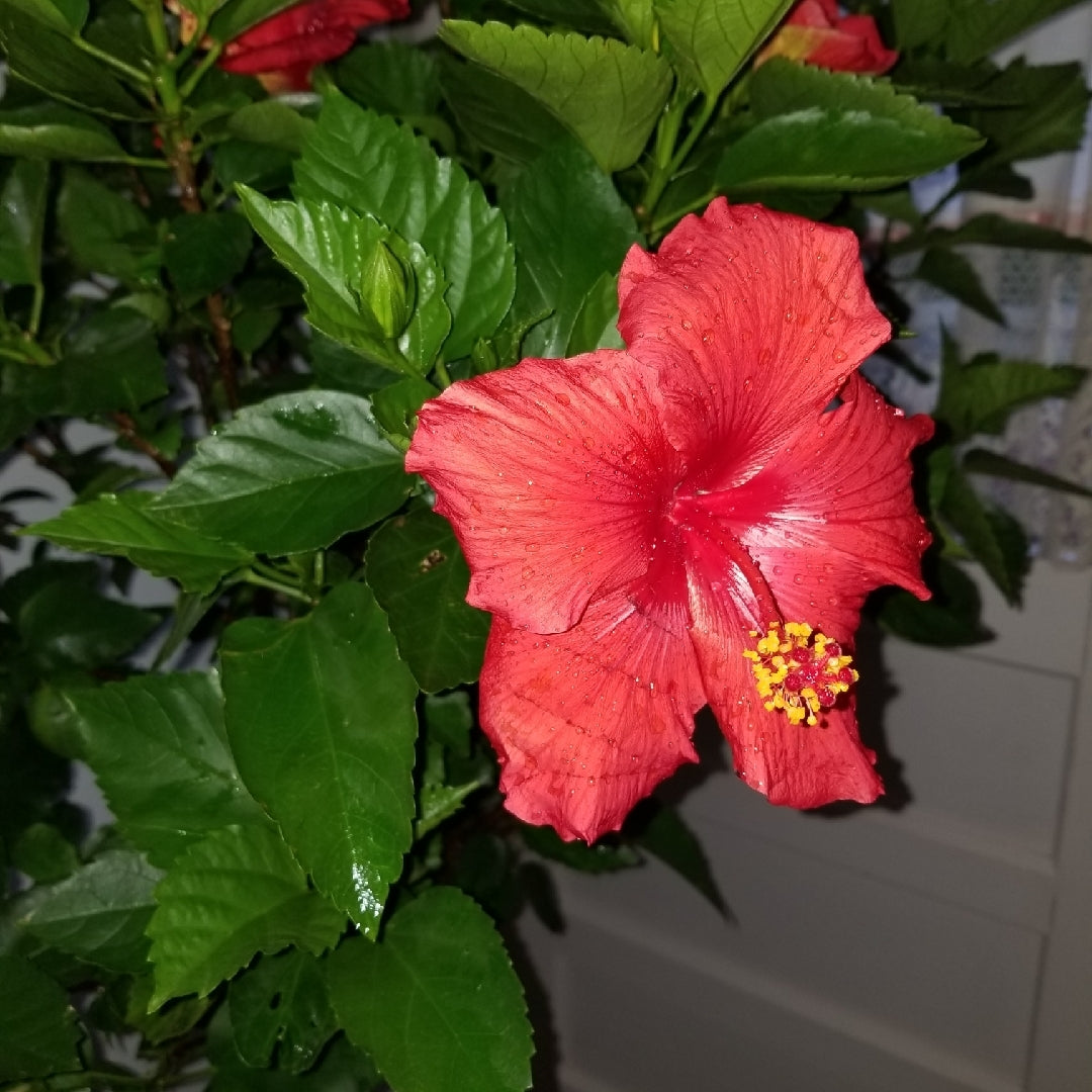 Chinese Hibiscus Fantasy Ruby Red (Hibiscus rosa-sinensis)