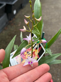 Native Orchid Dendrobium - Ladybird Nursery
