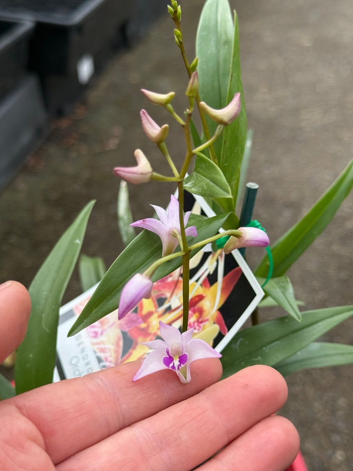 Native Orchid Dendrobium - Ladybird Nursery