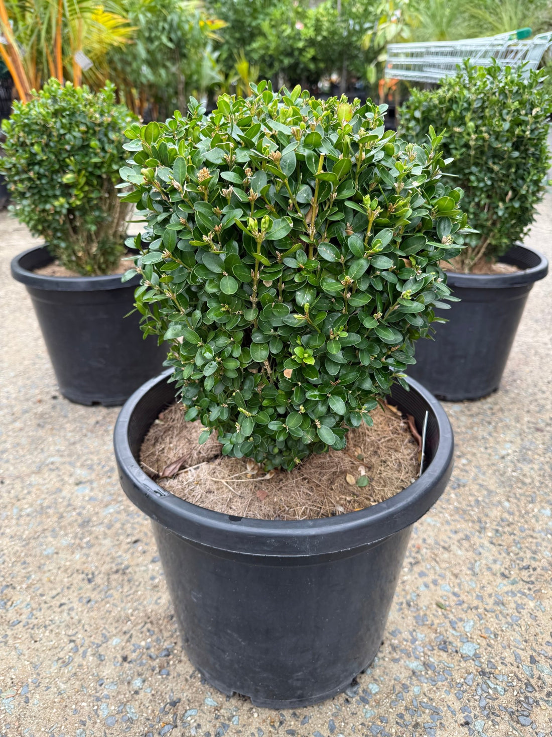 Dutch box 330mm Pot (PICK UP ONLY) - Ladybird Nursery