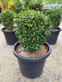 Dutch box 330mm Pot (PICK UP ONLY) - Ladybird Nursery