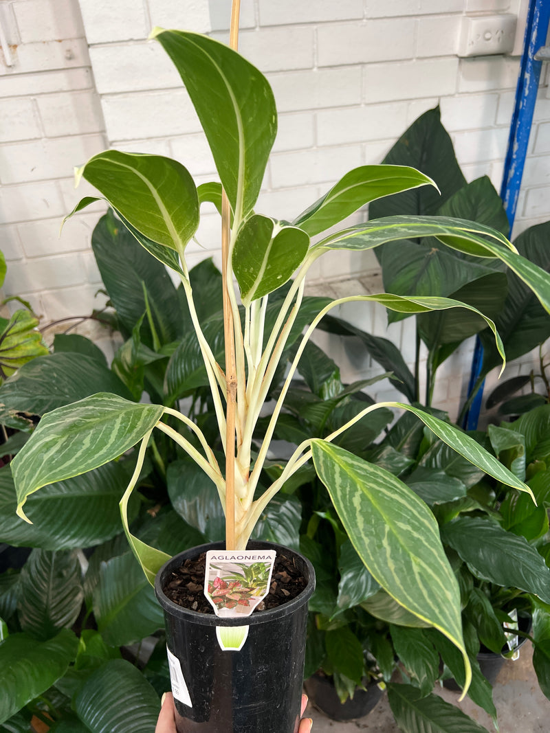 Aglaonema commutatum