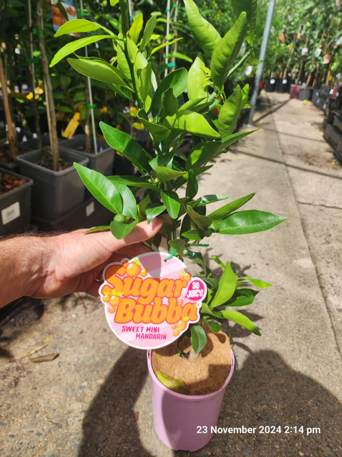 Dwarf Sugar Bubba Mandarin (QLD Only) - Ladybird Nursery