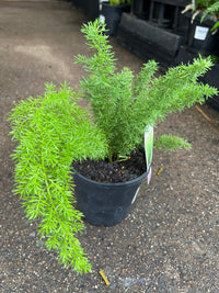 Fern 'Foxtail' (Asparagus densiflorus Meyersii) - Ladybird Nursery