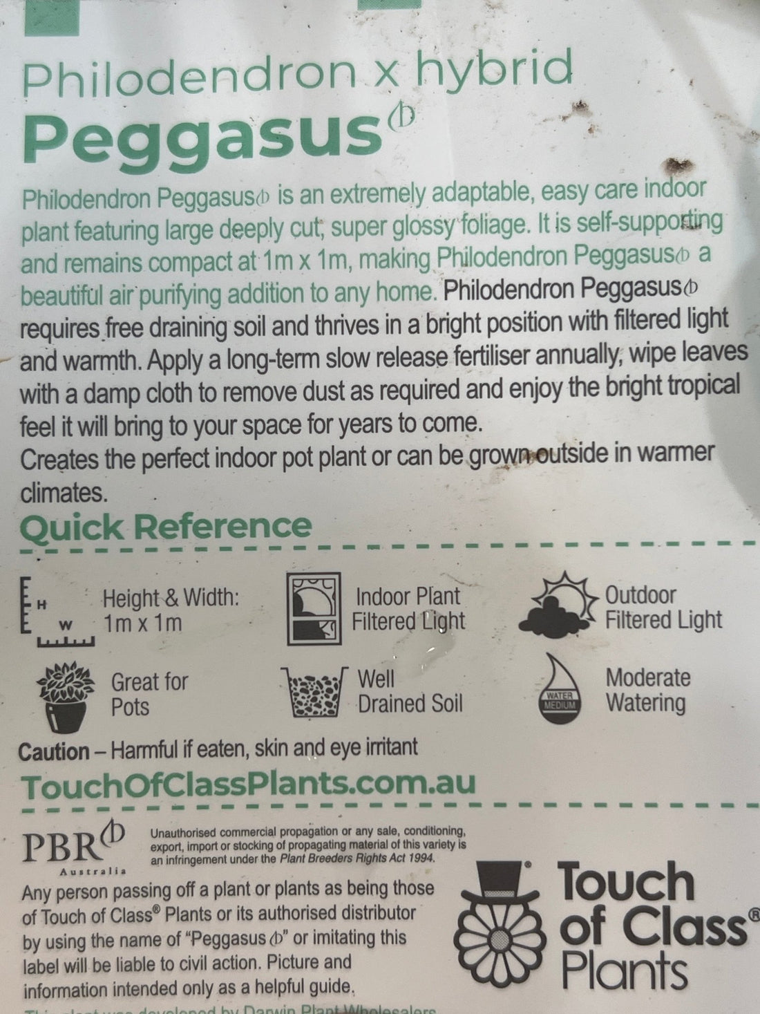 Philodendron 'Peggasus'
