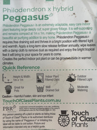 Philodendron 'Peggasus'