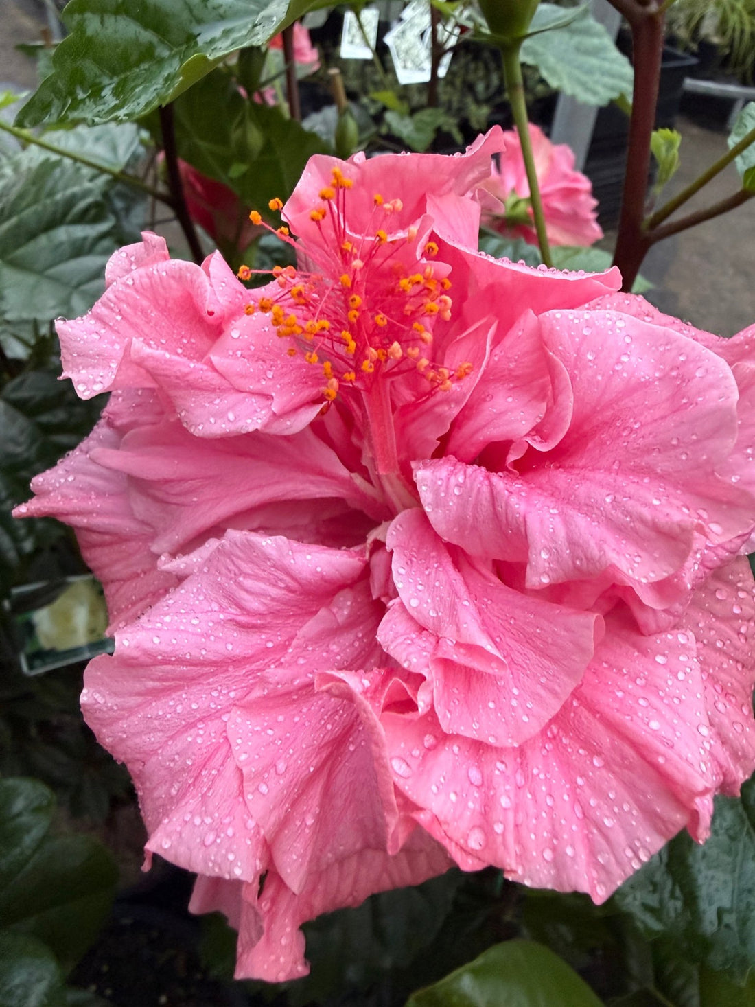 Hibiscus 'Mrs George Davis' (Hibiscus rosa-sinensis) - Large - Ladybird Nursery