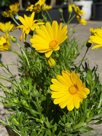 African Daisy Voltage™ 'Yellow' (Osteospermum) - Ladybird Nursery