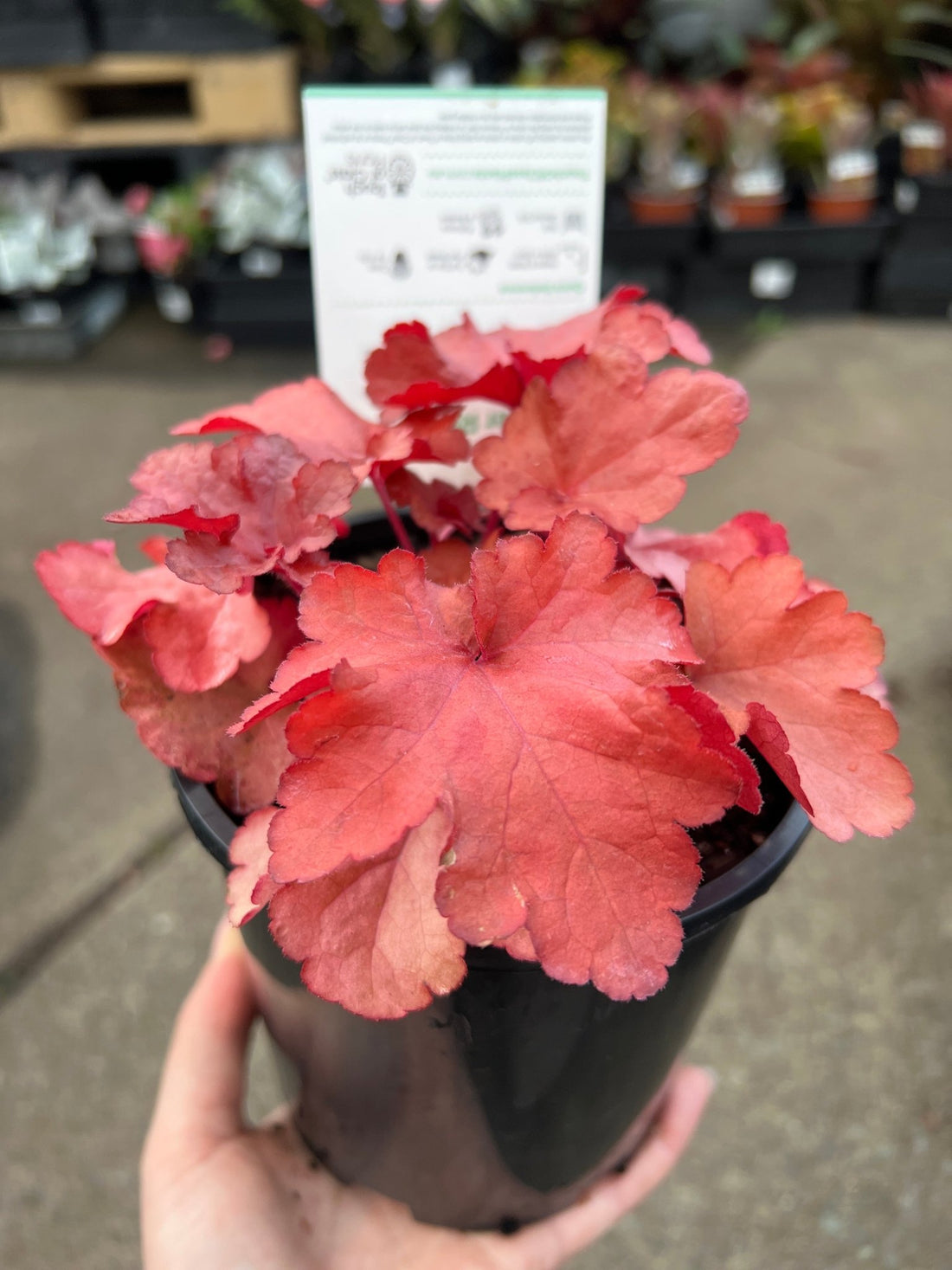 Heuchera 'Forever Red' - Ladybird Nursery