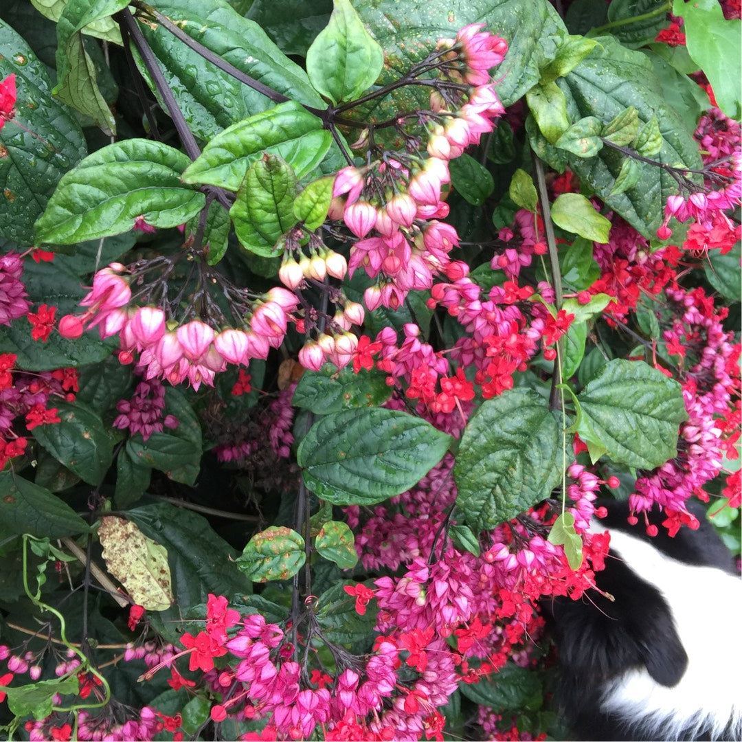 Bleeding Heart Pink (Clerodendrum thomsoniae)