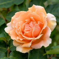 Rose Joyfulness 2 ft Standards (Rosa)