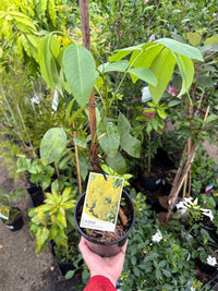 Golden Showers (Cassia fistula) - Ladybird Nursery