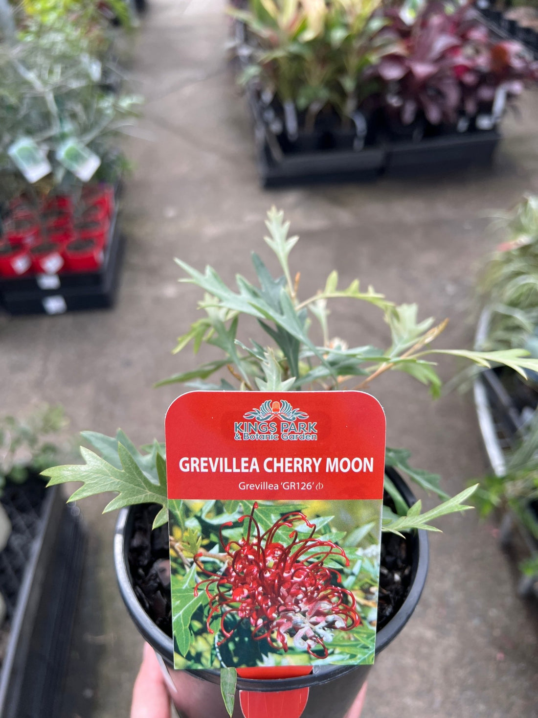 Grevillea 'Cherry Moon' - Ladybird Nursery