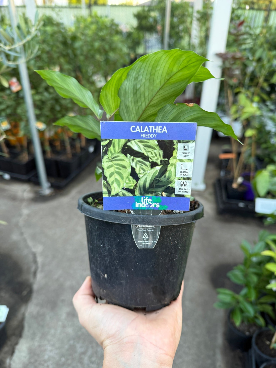 Prayer Plant 'Freddy' (Calathea concinna) - Ladybird Nursery