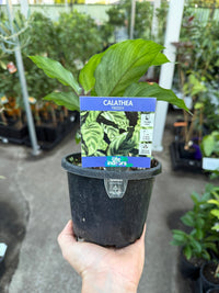 Prayer Plant 'Freddy' (Calathea concinna) - Ladybird Nursery
