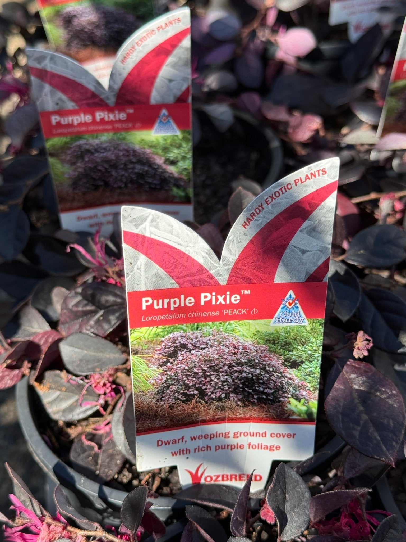 Loropetalum Purple Pixie™ (Loropetalum chinense) - Ladybird Nursery