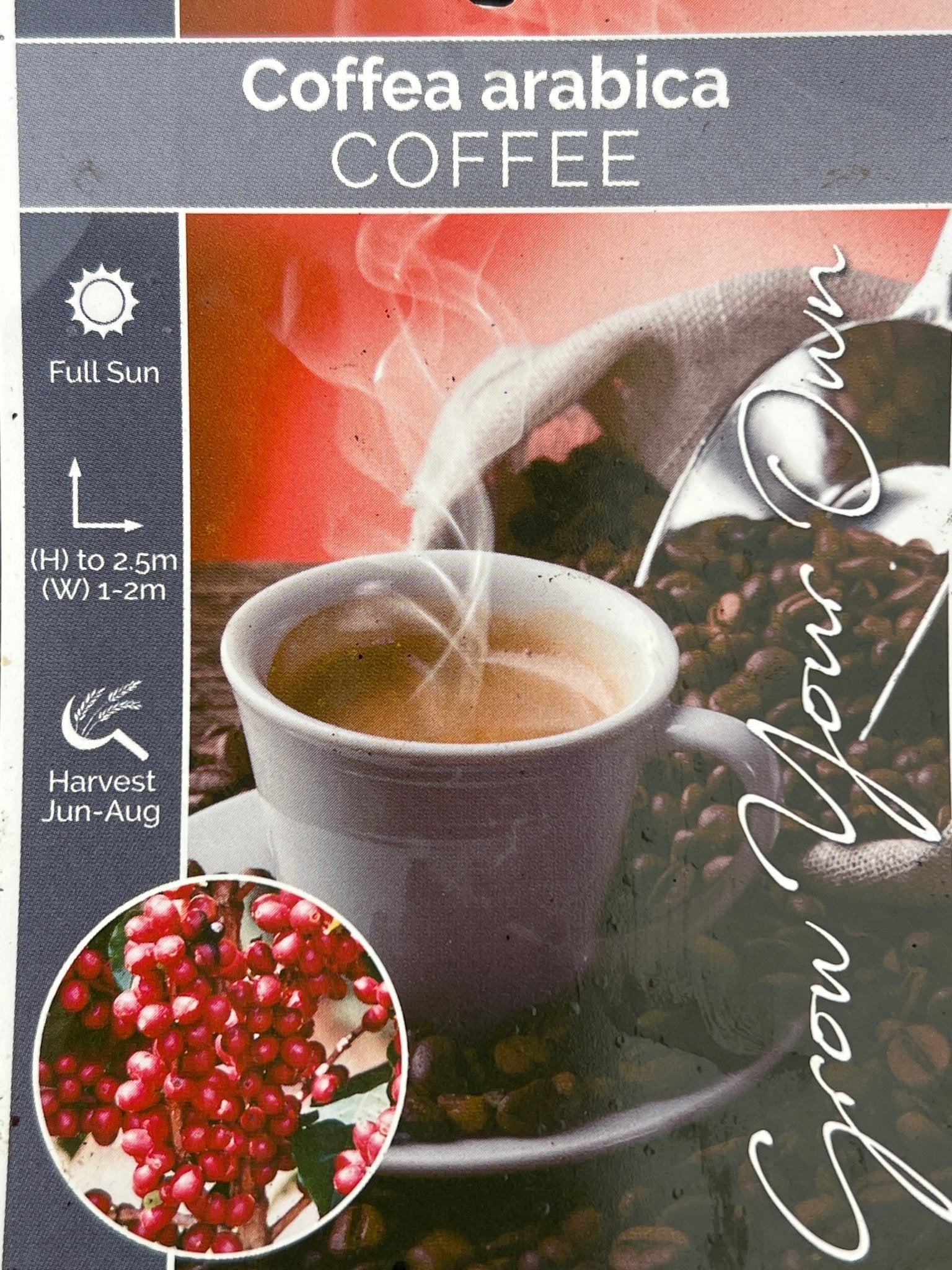 Coffee (Coffea arabica) - Ladybird Nursery