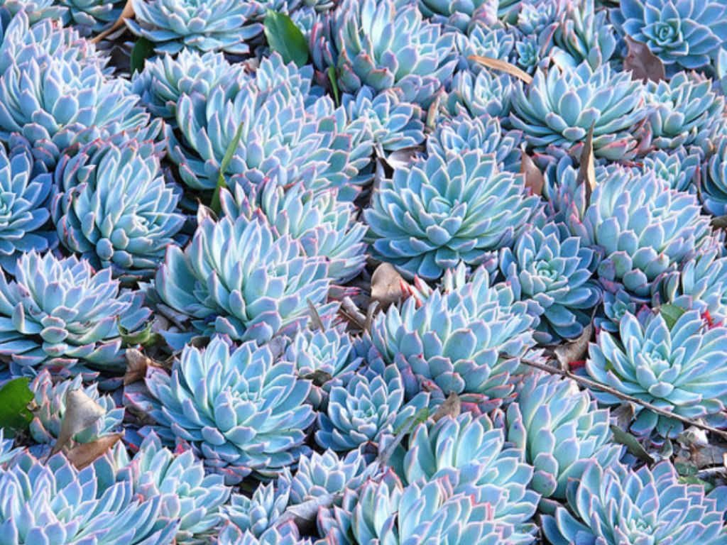 Hens and Chicks Queen (Echeveria Violet)