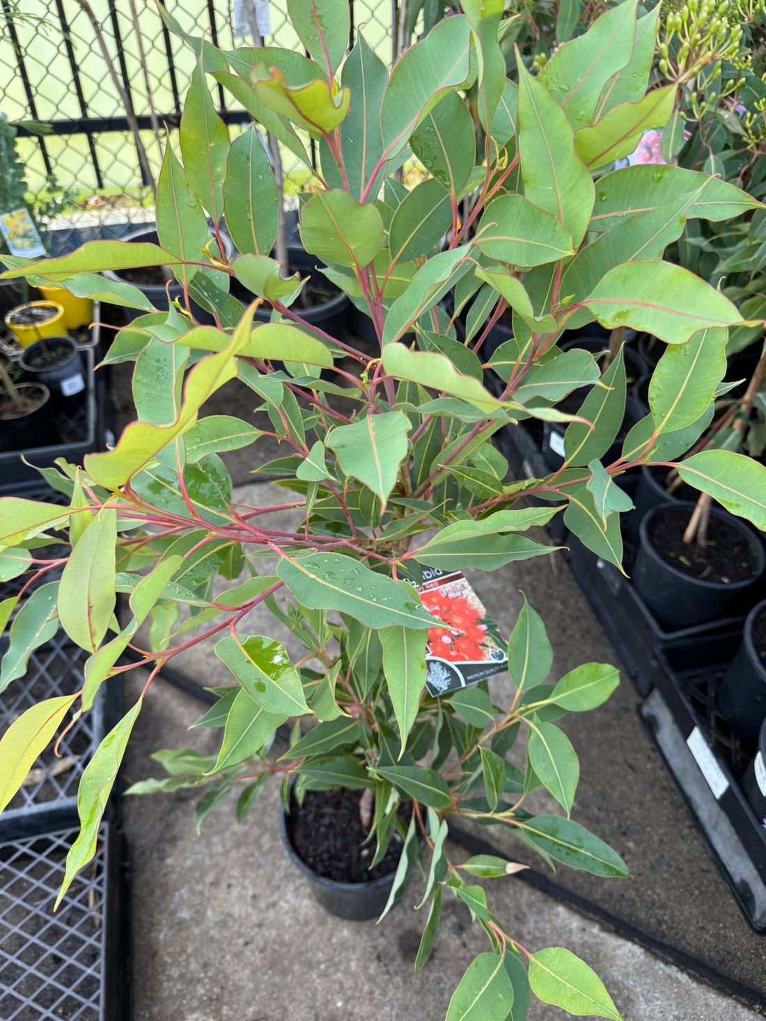 Dwarf Eucalyptus ‘Red’ (Corymbia ficifolia) - Ladybird Nursery