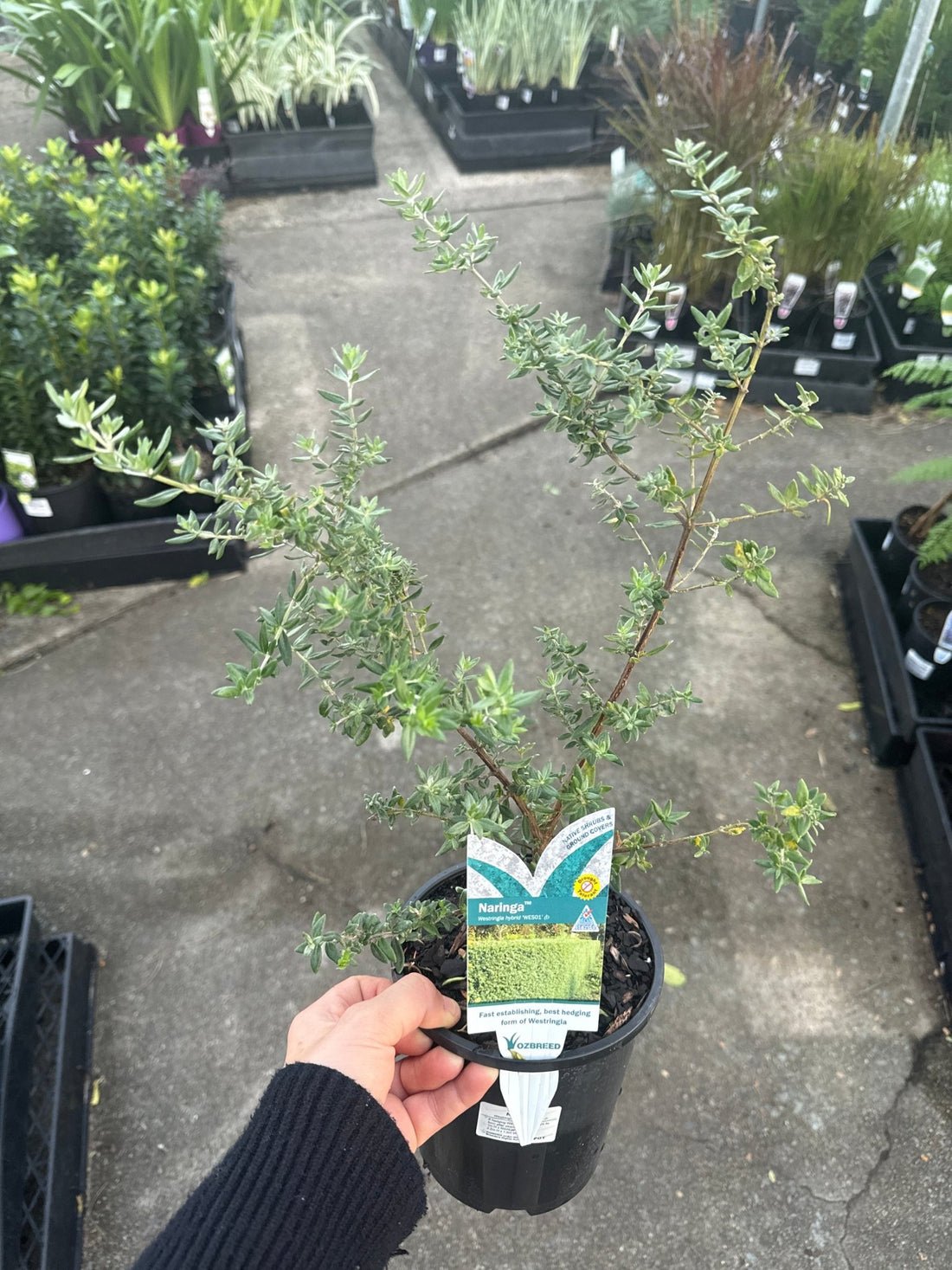 Coastal Rosemary 'NARINGA™' (Westringia hyb.) - Ladybird Nursery