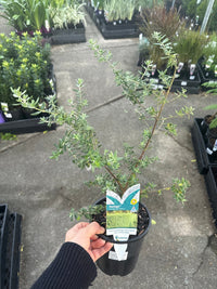 Coastal Rosemary 'NARINGA™' (Westringia hyb.) - Ladybird Nursery