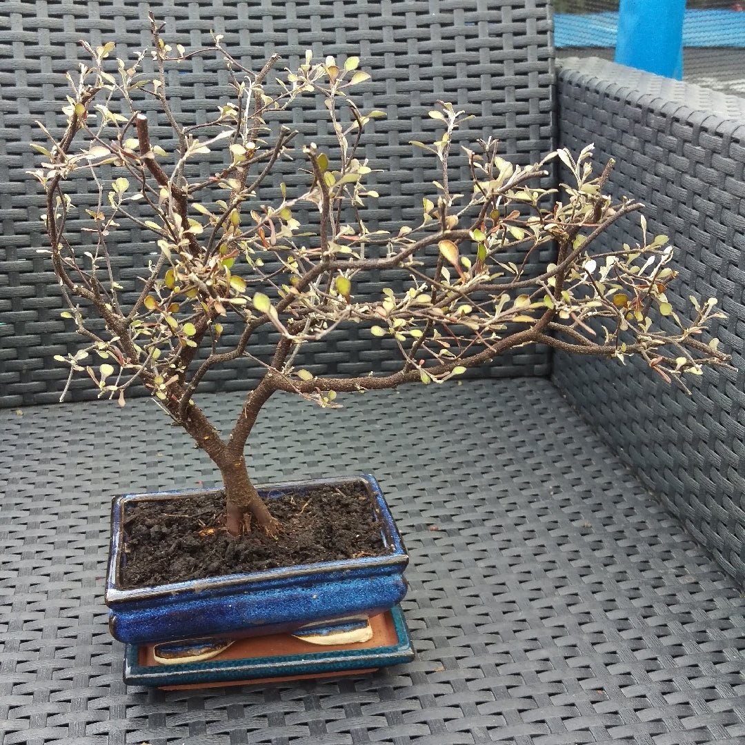 Wire Netting Bush Bonsai Starter (Corokia cotoneaster) - Ladybird Nursery