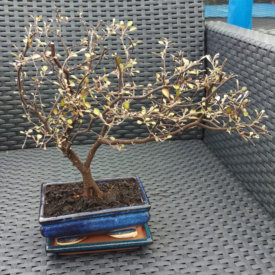 Wire Netting Bush Bonsai Starter (Corokia cotoneaster)