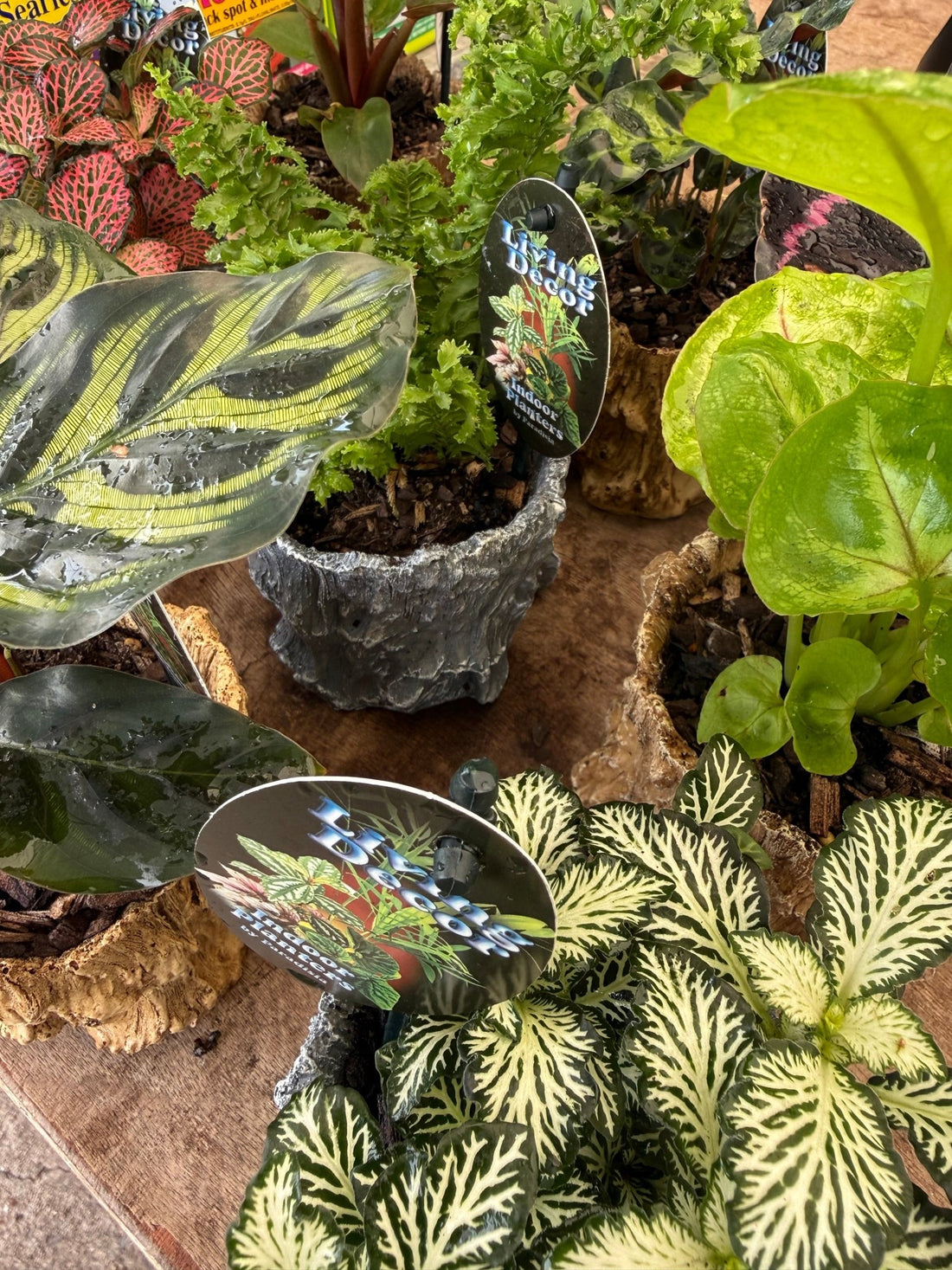 Single Planted Log Planter (Assorted Indoor Plant) - Ladybird Nursery