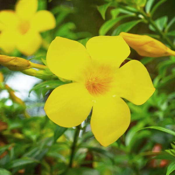 Dwarf Golden Trumpet Ladders (Allamanda schottii)