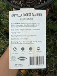 Grevillea 'Forest Rambler' groundcover - Ladybird Nursery