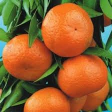 Mandarin 'Ellendale' Advanced 500mm (PICKUP ONLY) - Ladybird Nursery