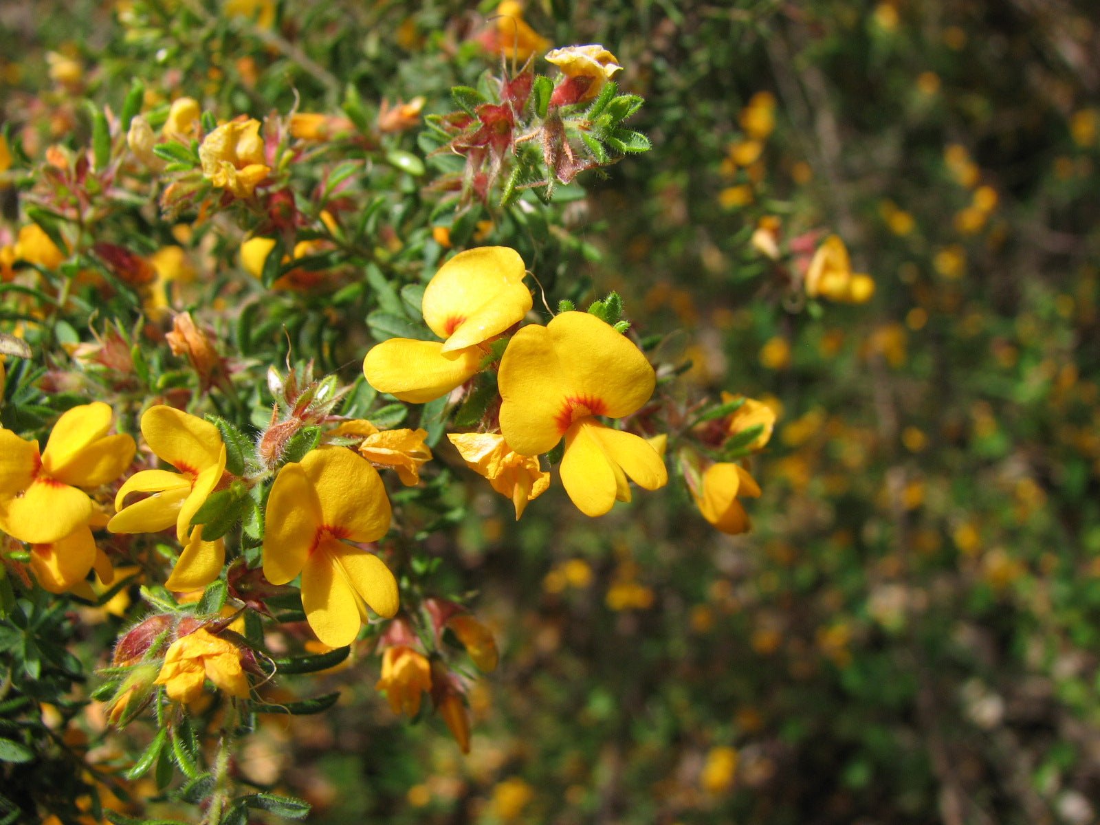 Hairy Bush - pea (Pultenaea villosa) - Ladybird Nursery