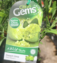 Dwarf Desert Lime (QLD Only)