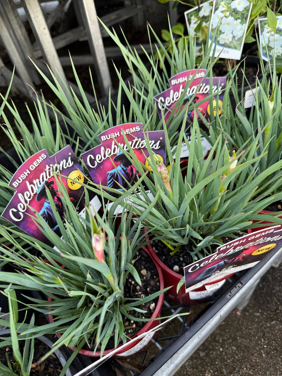 Kangaroo Paw 'Celebrations Jazz' (Anigozanthos) - Ladybird Nursery
