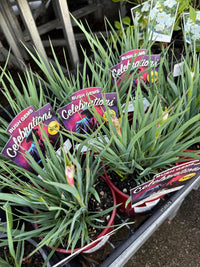 Kangaroo Paw 'Celebrations Jazz' (Anigozanthos) - Ladybird Nursery